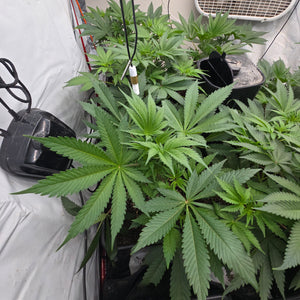 Rds420
