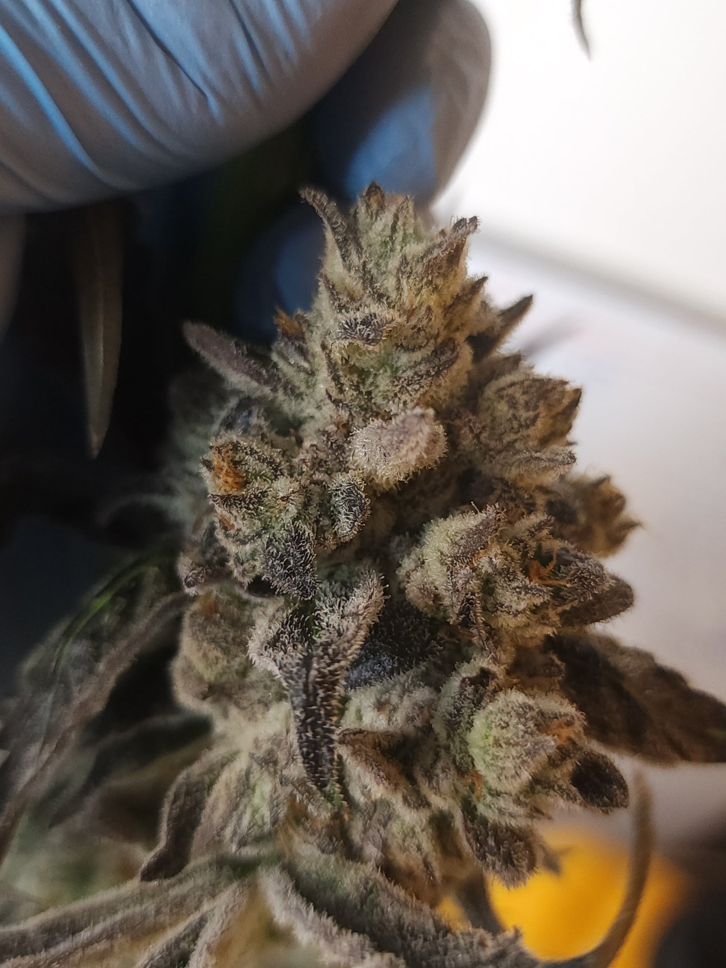 "White devil x U.F.O" fem seeds