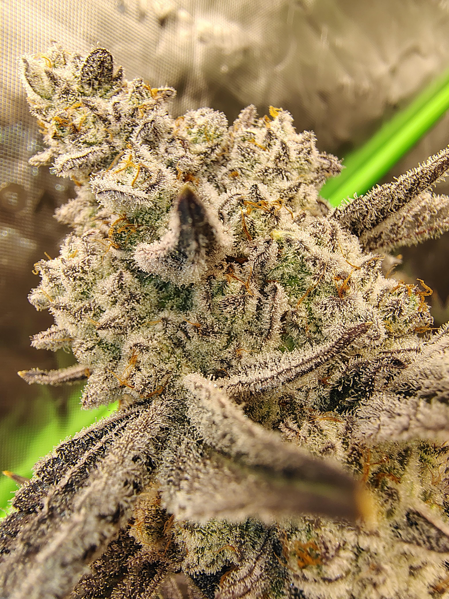 Fone HOME (Platnum Lifehack x U.F.O) "fem seeds"