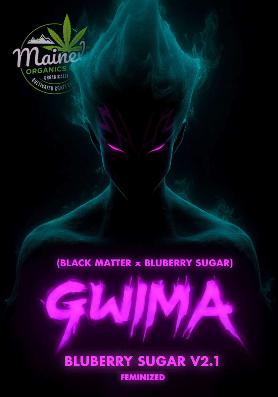 Gwi-Ma (black matter x Bluberry sugar) fems