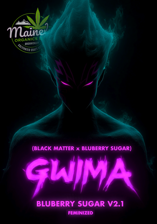Gwi-Ma (black matter x Bluberry sugar) fems