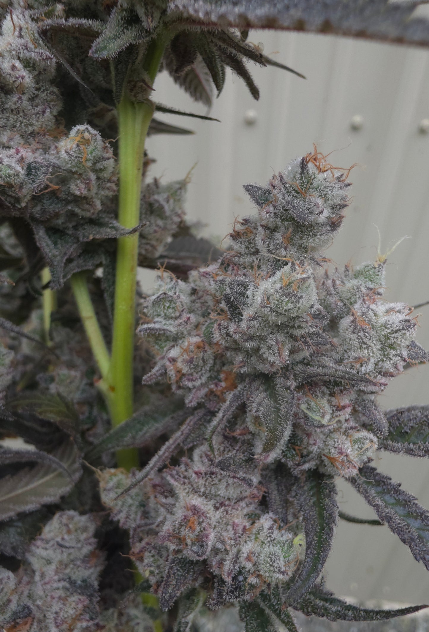 Ultra premium tier 5 strain Cut package!!! Only 2 released per month at this price