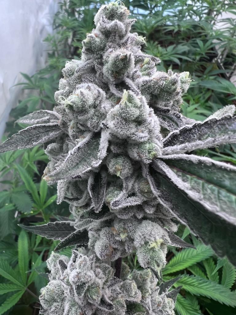 Ultra premium tier 5 strain Cut package!!! Only 2 released per month at this price