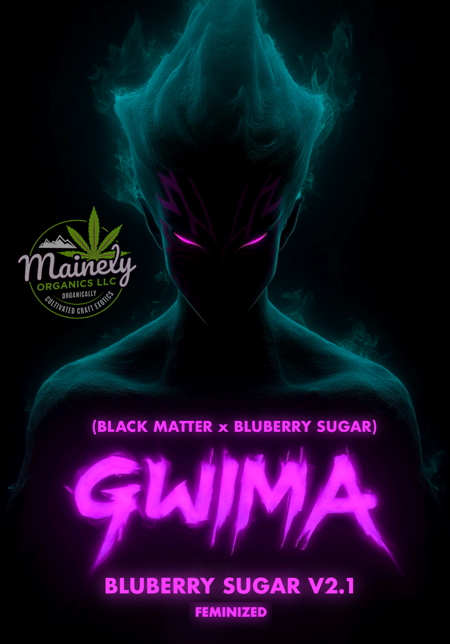 Gwi-Ma (black matter x Bluberry sugar) fems