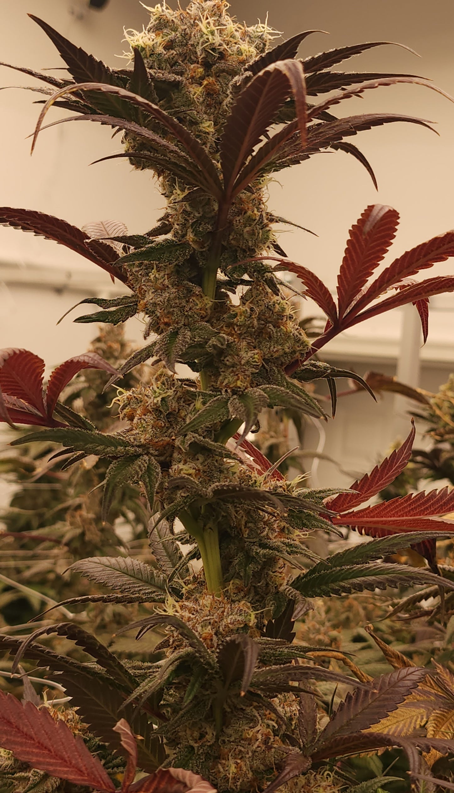 Budget 5 strain bundle