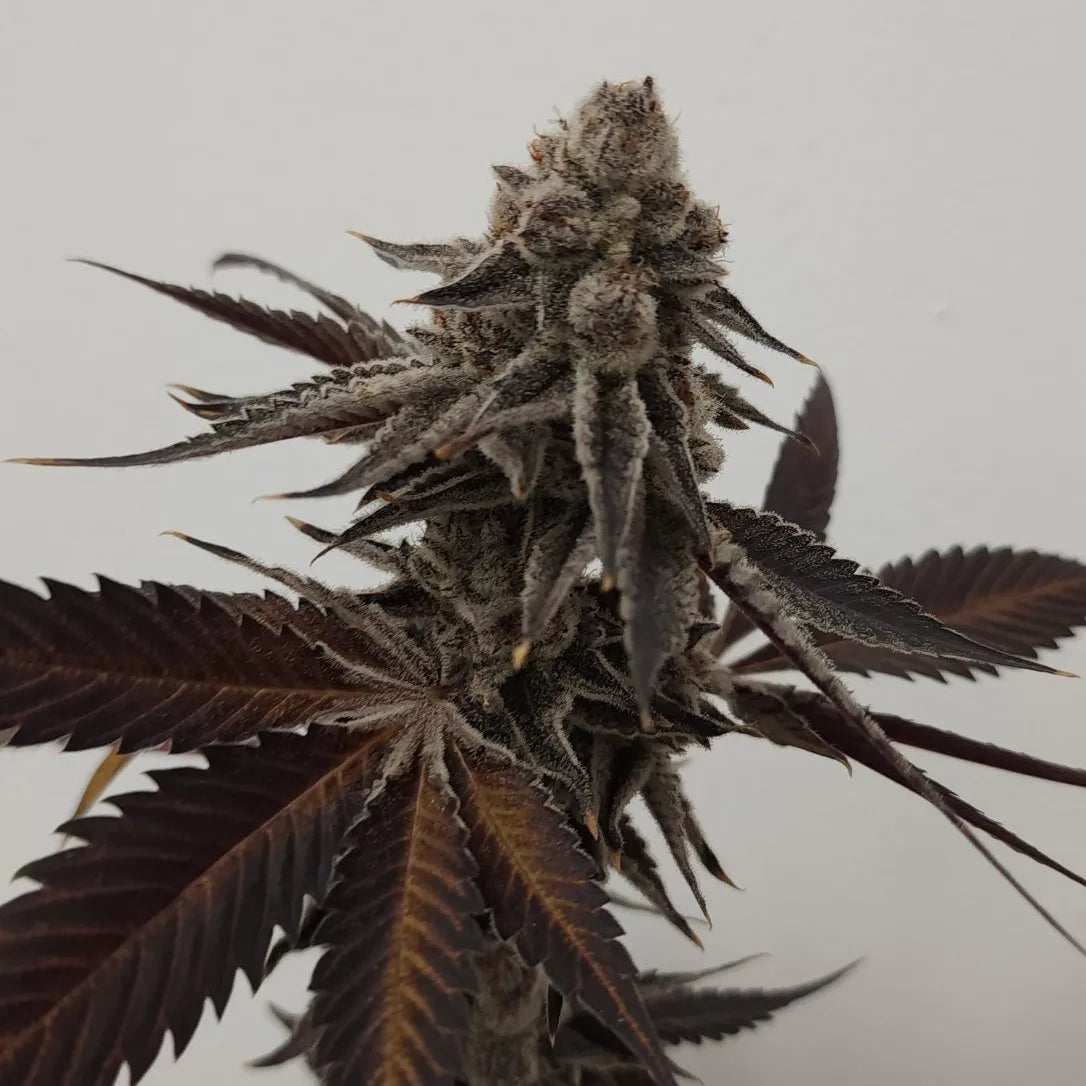 5 strain package deal premium tier. 5 per month
