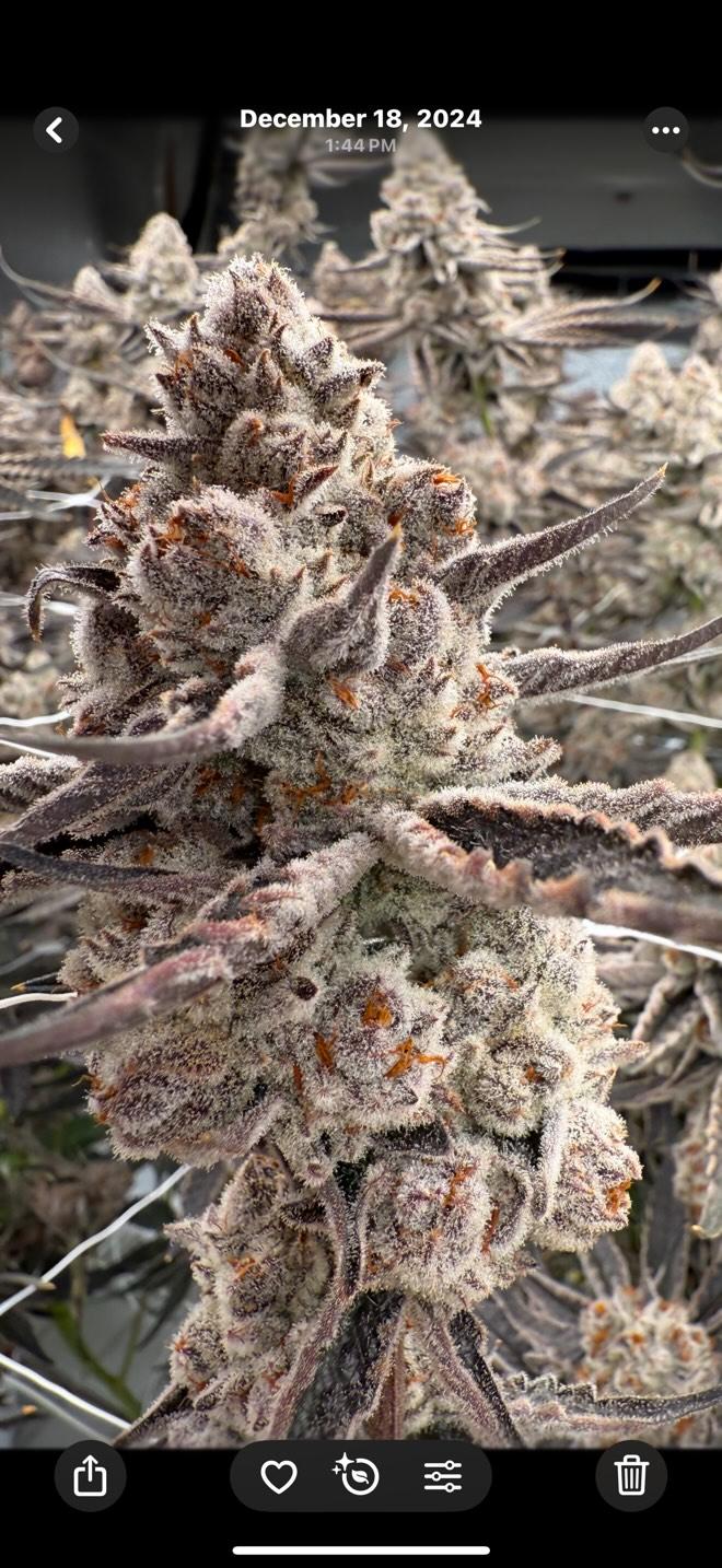 Ultra premium tier 5 strain Cut package!!! Only 2 released per month at this price