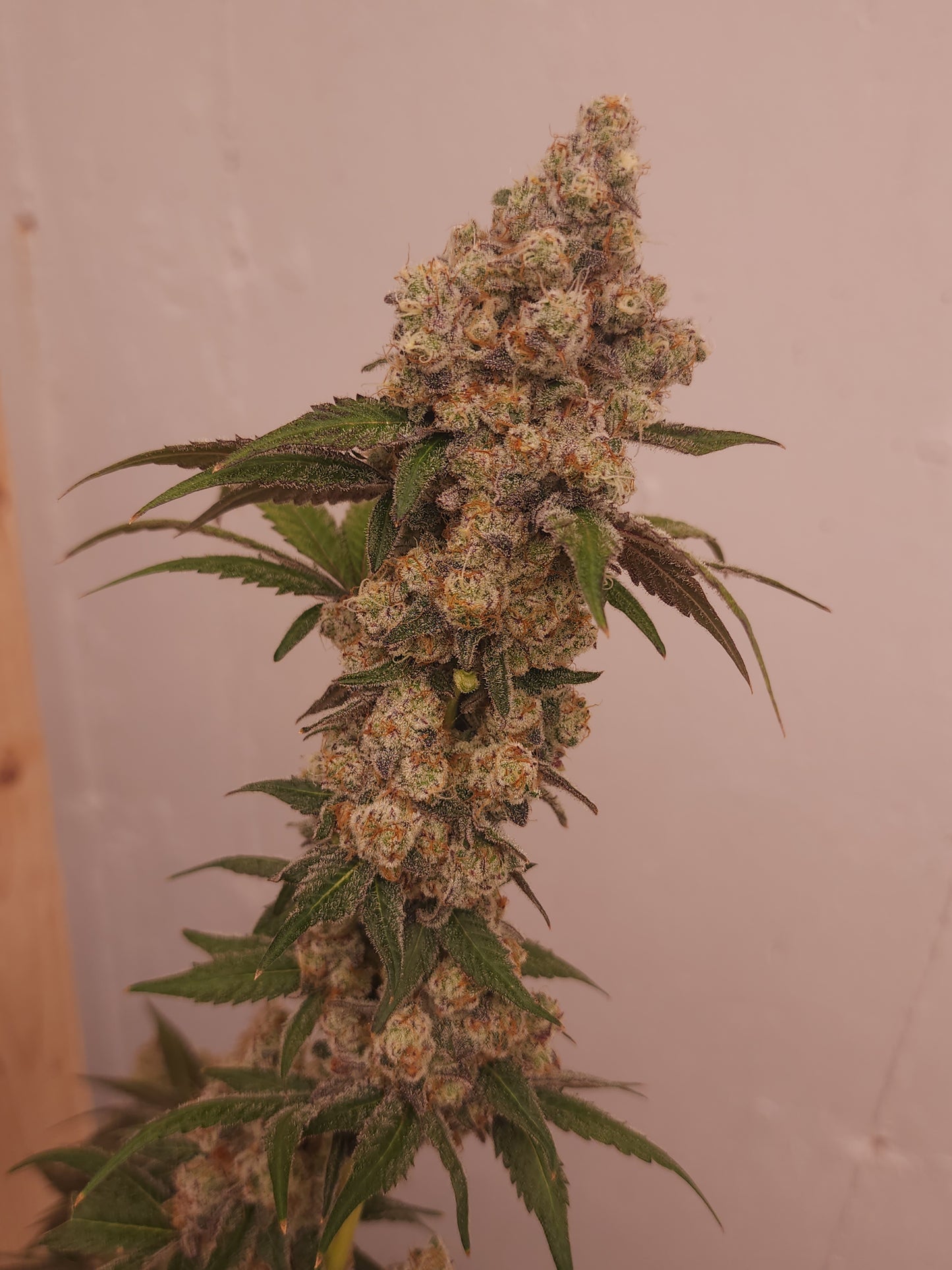 "NasTastic" Fem seeds