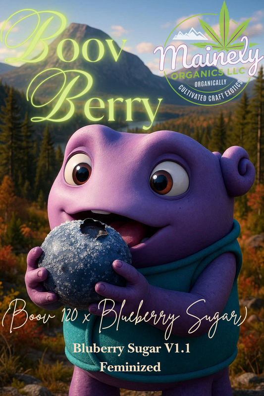 BoovBerry (Boov 120 x Bluberry sugar)