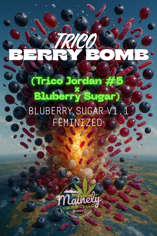 Trico Berry Bomb (trico jordan #5 x Bluberry sugar)