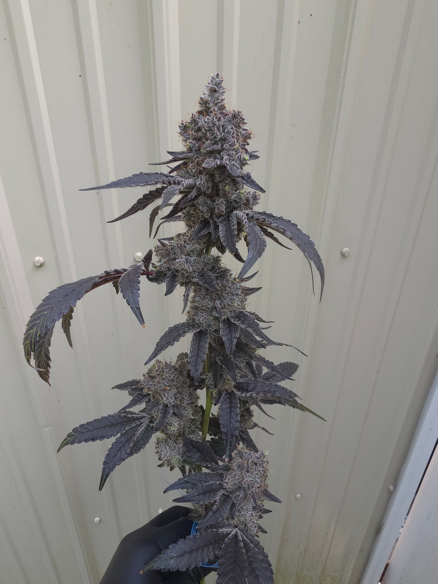 BoovBerry (Boov 120 x Bluberry sugar)