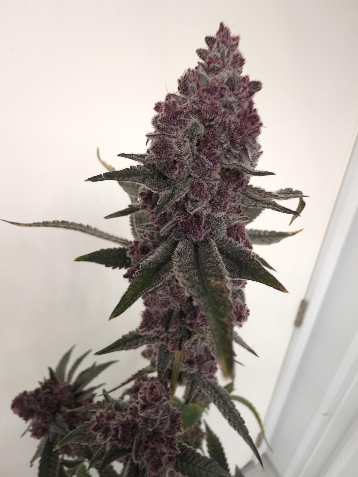 5 strain package deal premium tier. 5 per month