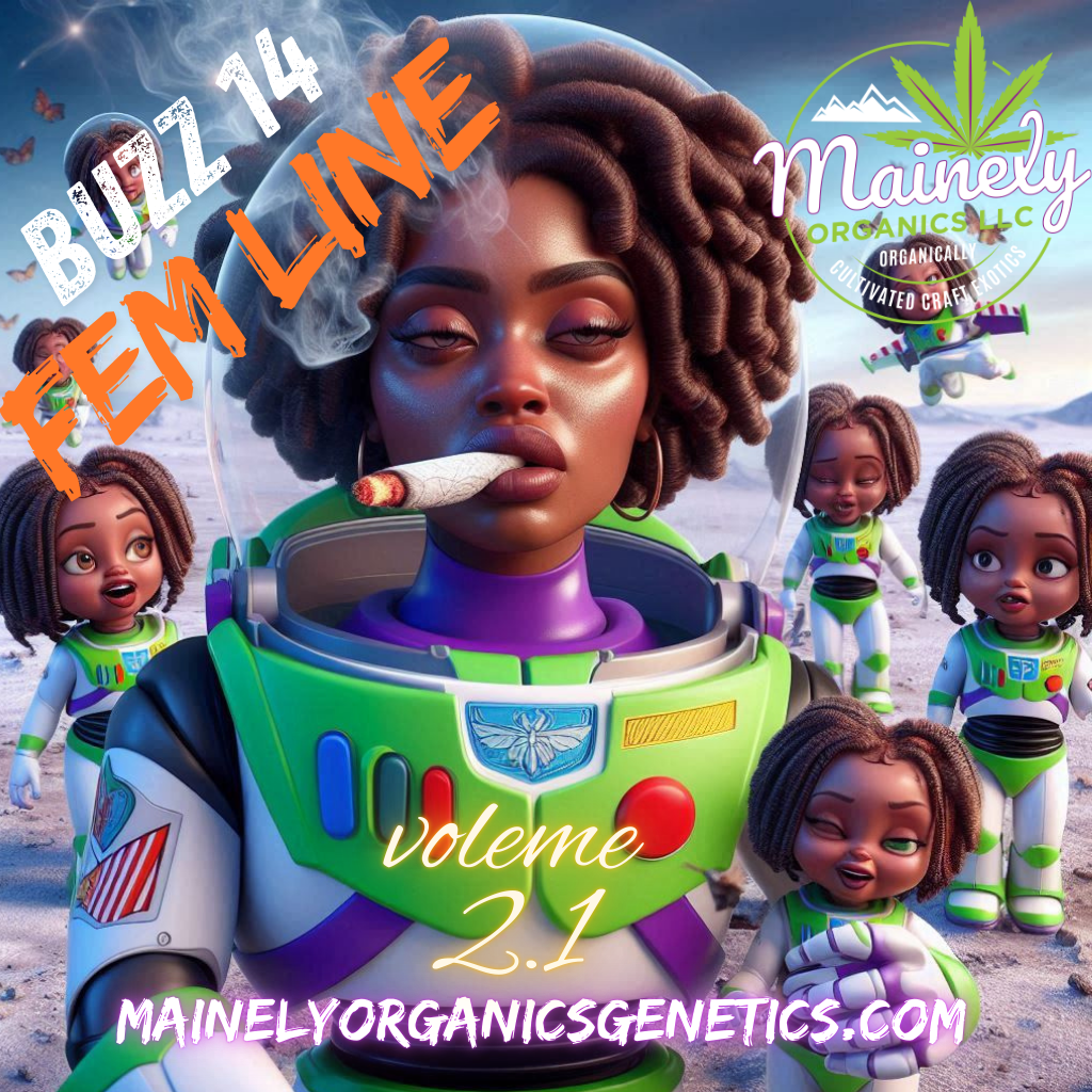 Frostfire Funk (Lunch $ 50 x buzz 14)