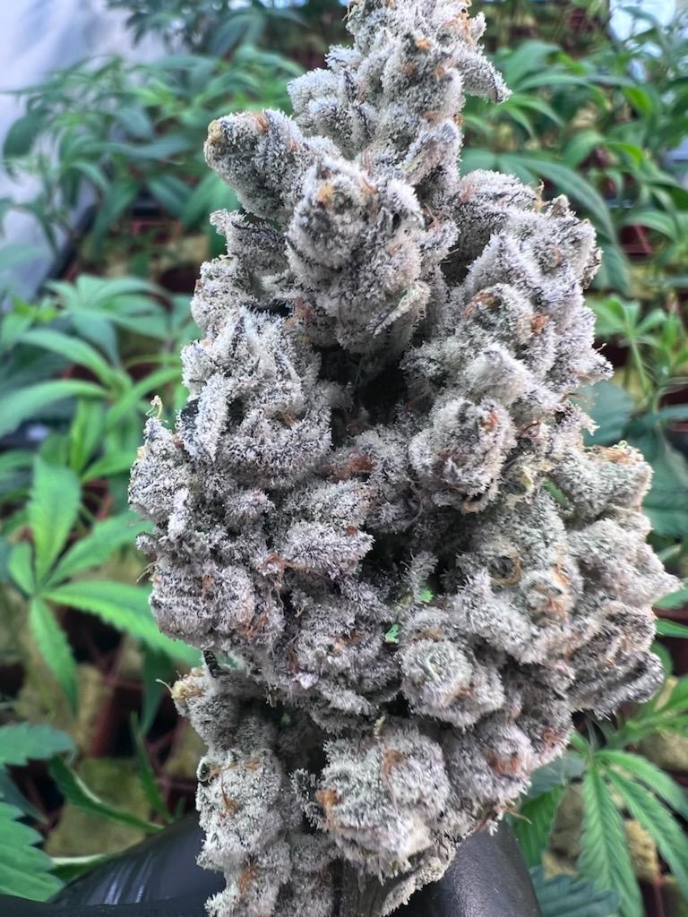 Ultra premium tier 5 strain Cut package!!! Only 2 released per month at this price