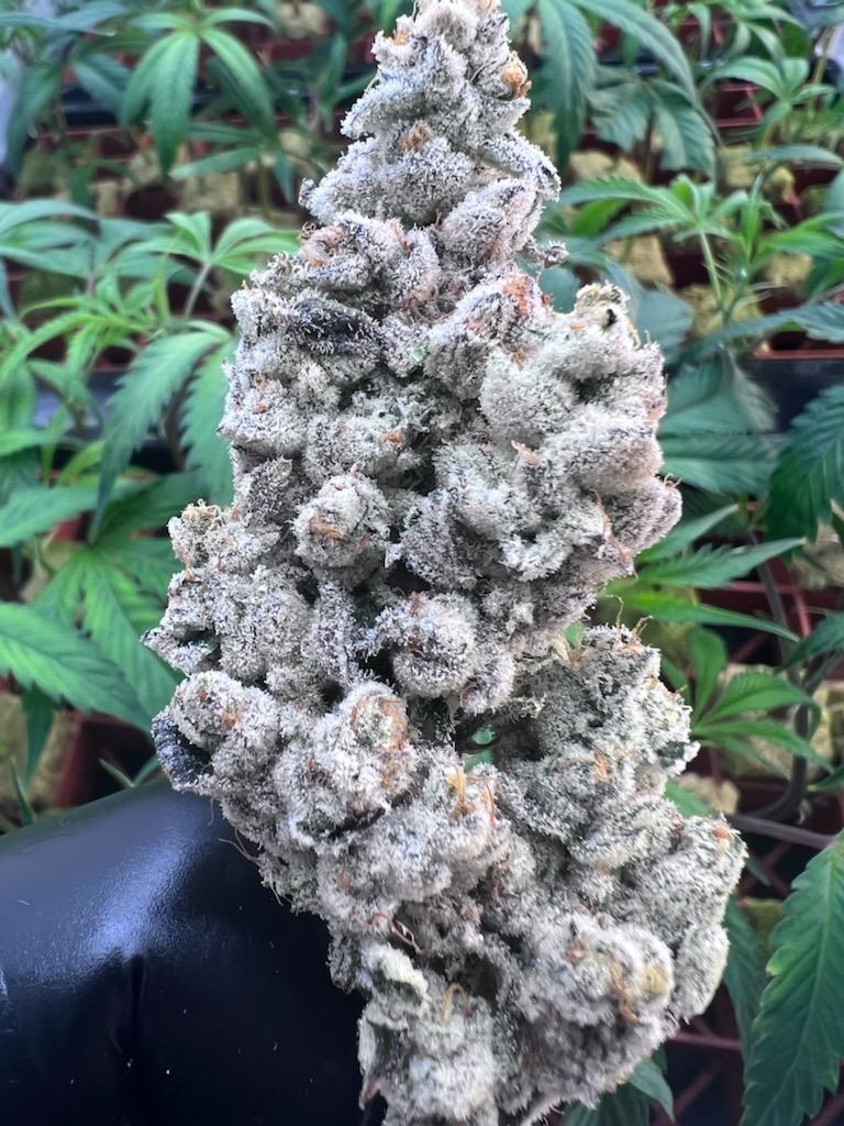 Ultra premium tier 5 strain Cut package!!! Only 2 released per month at this price