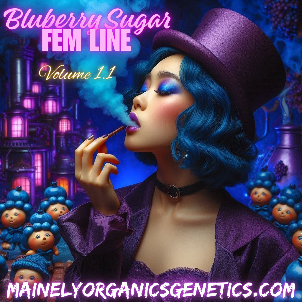 Trico Berry Bomb (trico jordan #5 x Bluberry sugar)