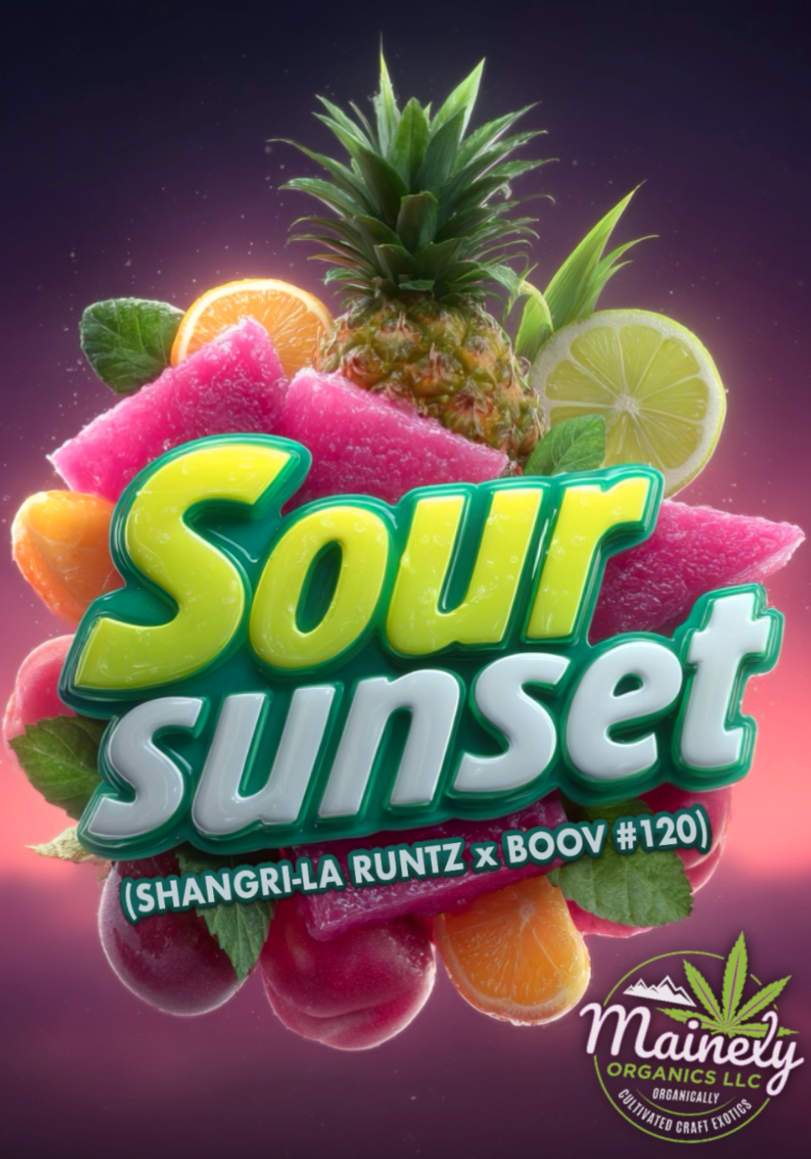 Sour sunset (Shangri-La runtz x Boov 120)