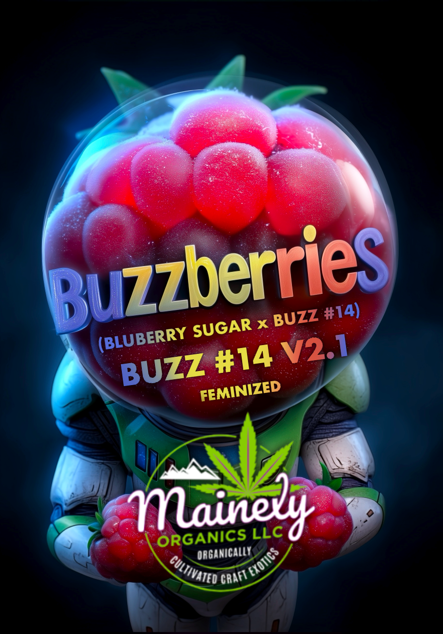 Buzzberriez (Bluberry sugar x buzz 14)