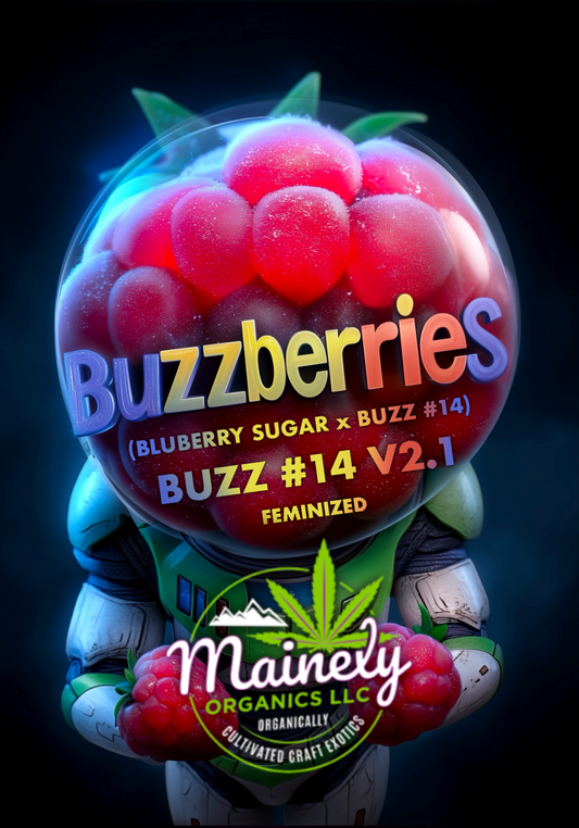 Buzzberriez (Bluberry sugar x buzz 14)