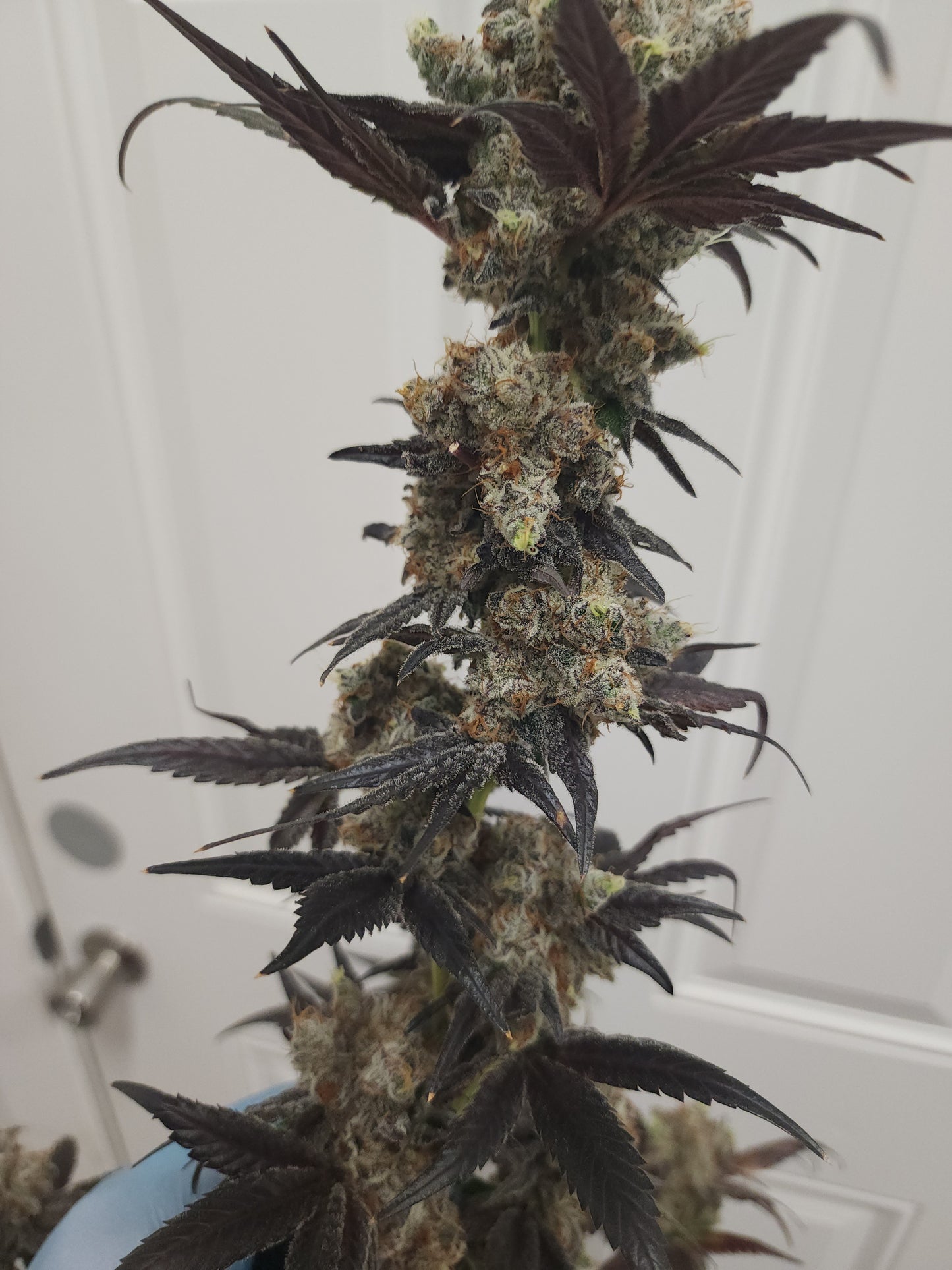 Budget 5 strain bundle