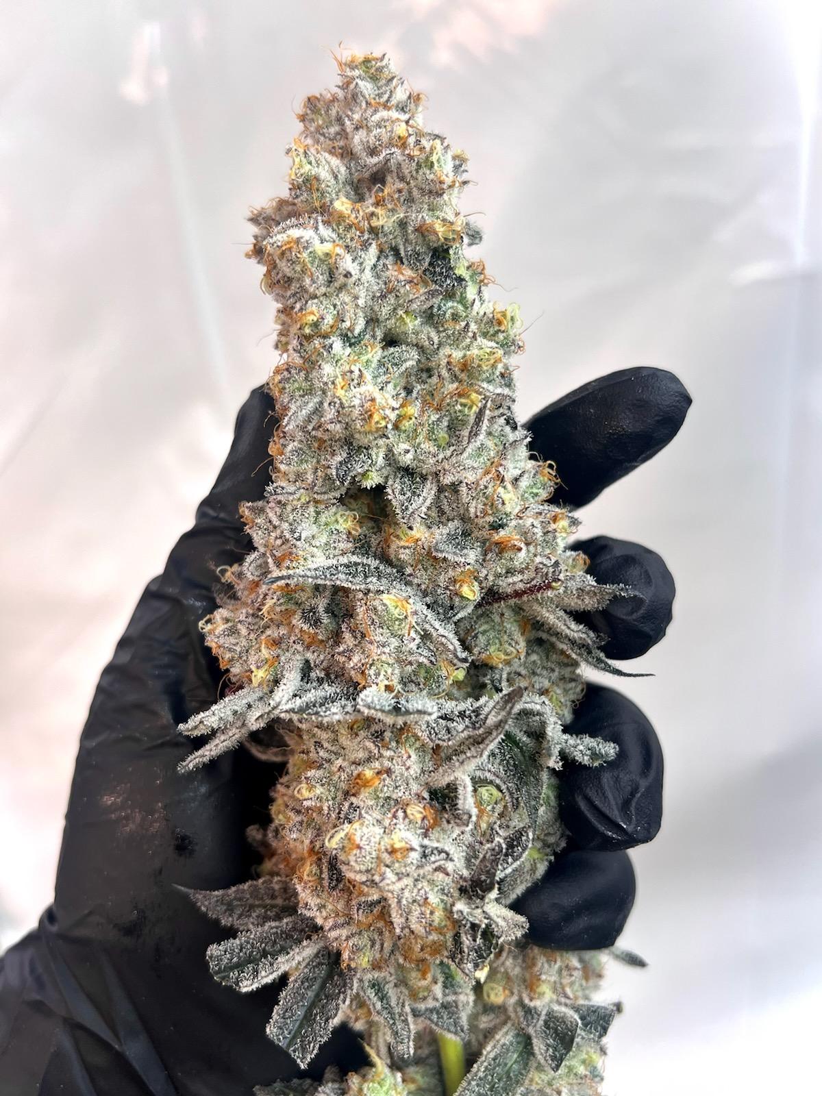 Ultra premium tier 5 strain Cut package!!! Only 2 released per month at this price