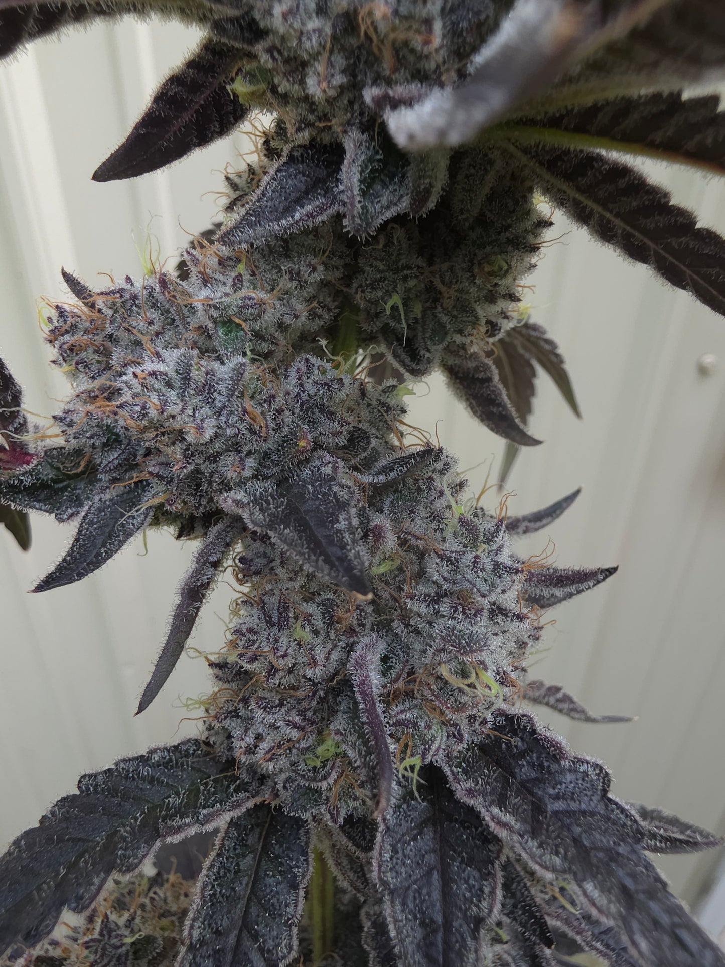 BoovBerry (Boov 120 x Bluberry sugar)