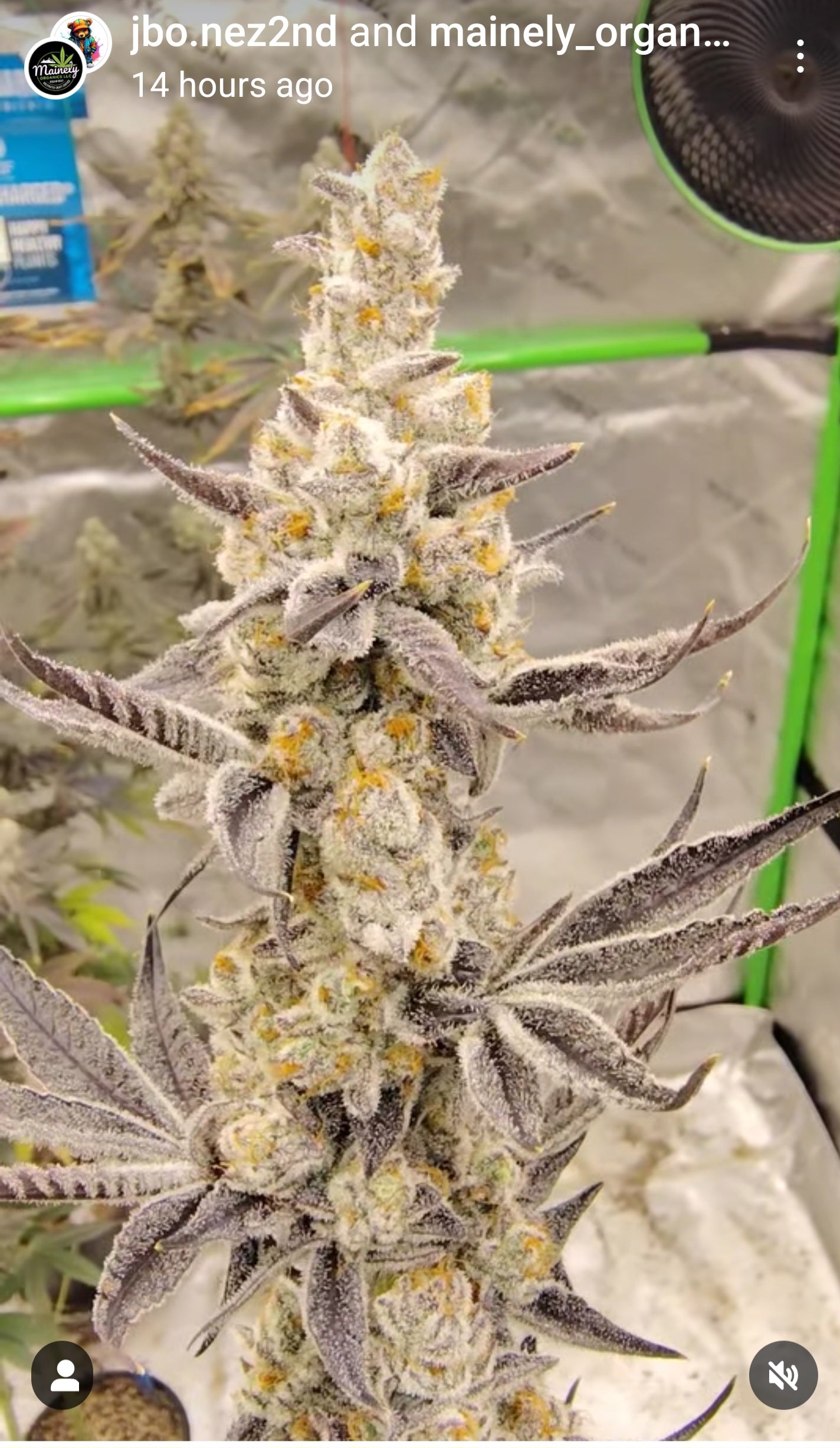 Fone HOME (Platnum Lifehack x U.F.O) "fem seeds"