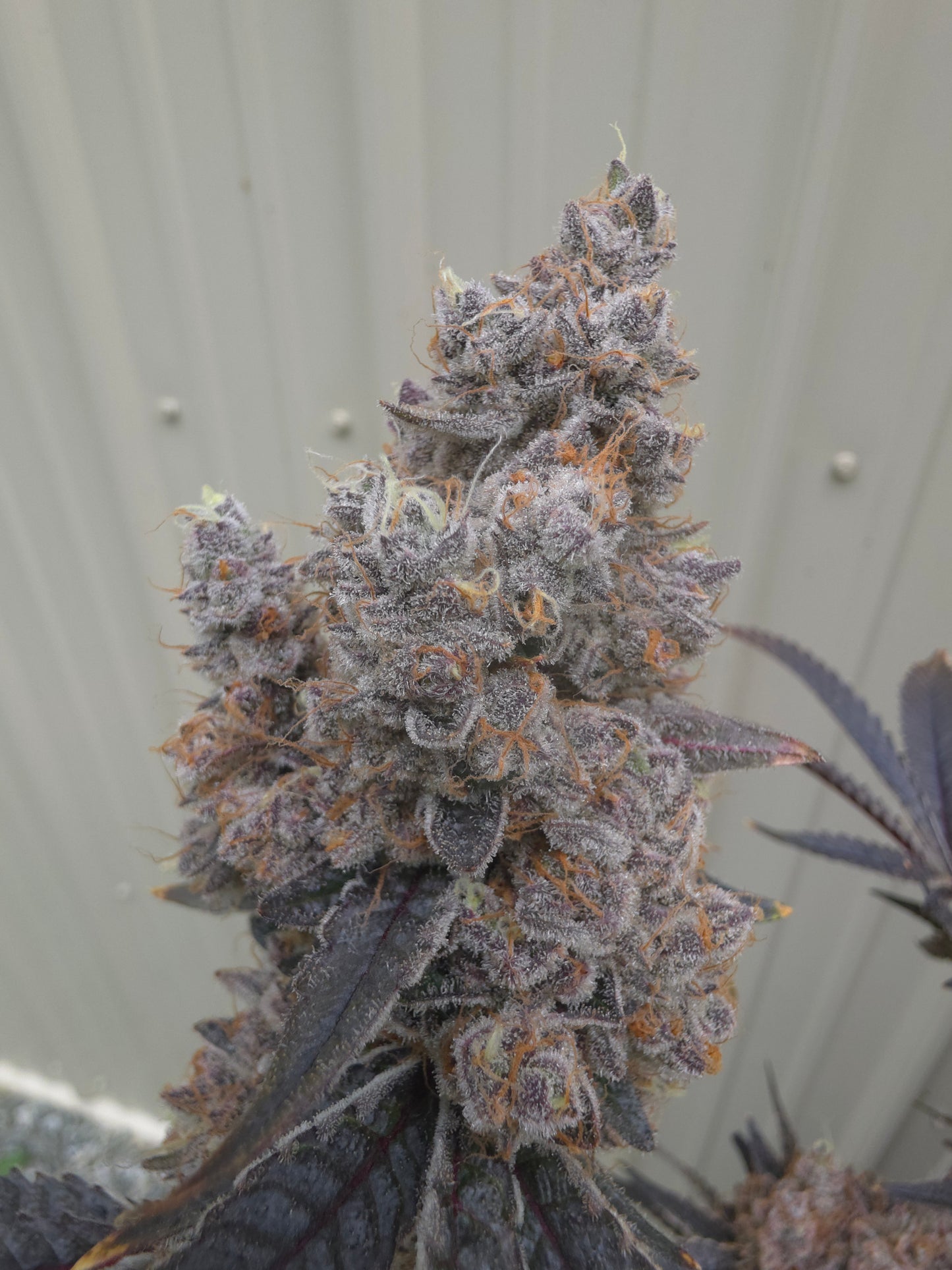 Ultra premium tier 5 strain Cut package!!! Only 2 released per month at this price