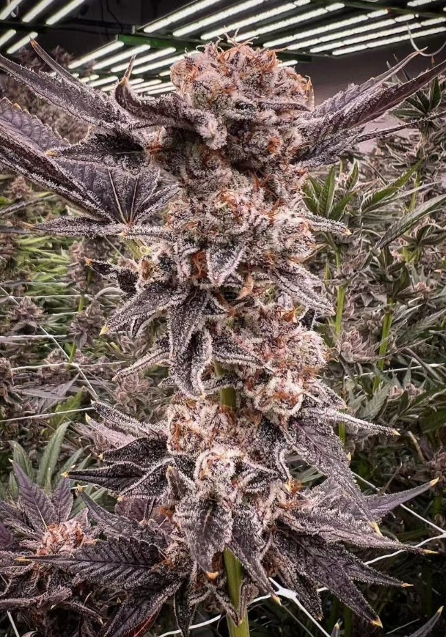 Budget 5 strain bundle
