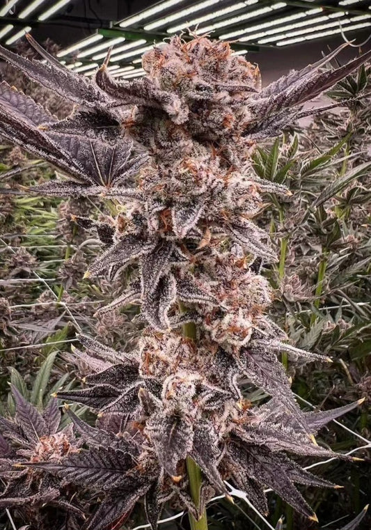 Budget 5 strain bundle