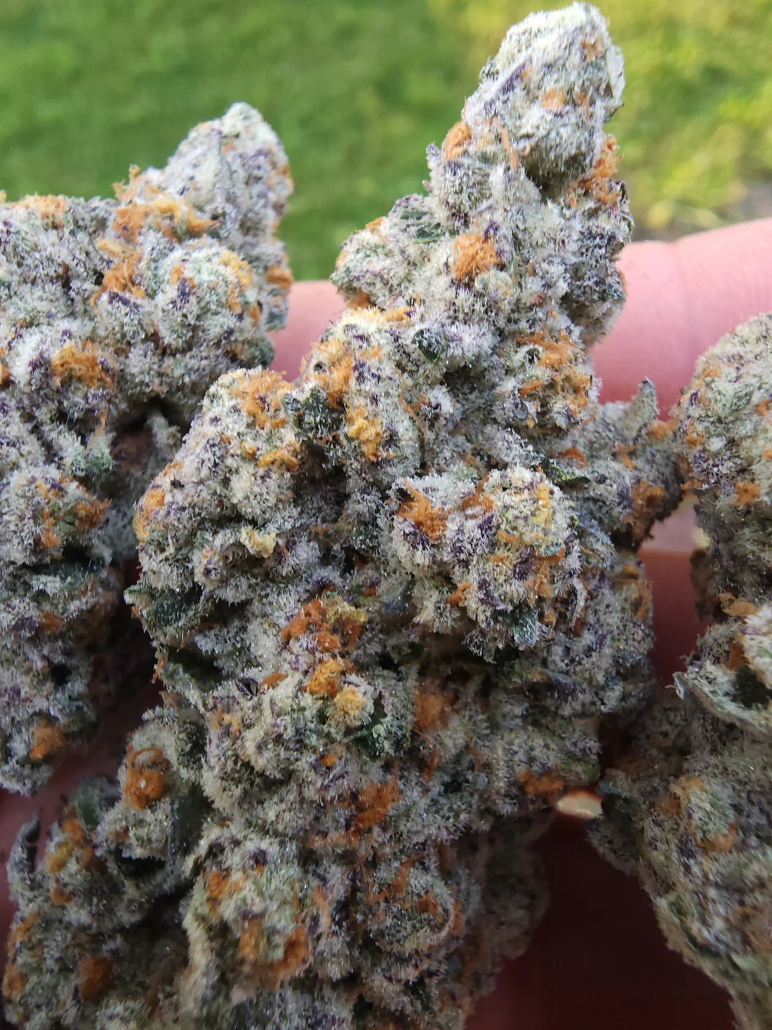 Lord Bandrilla (Slumplord 73 x Banaffy Taffy 46) 6pk Fems