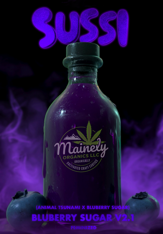 Sussi (Animal tsunami x Bluberry sugar)