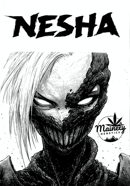 NESHA 6PK