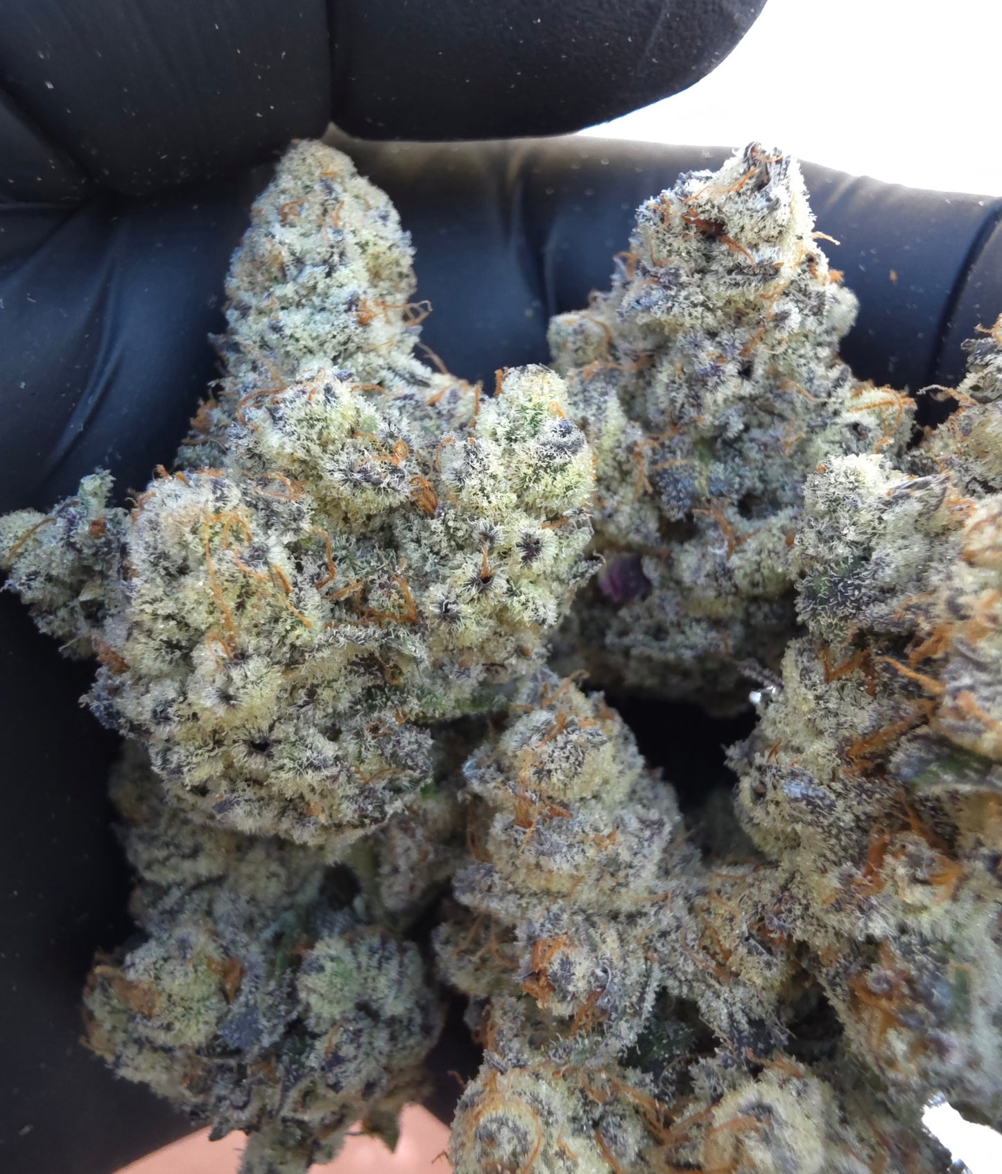 Banaffy taffy 46 snips