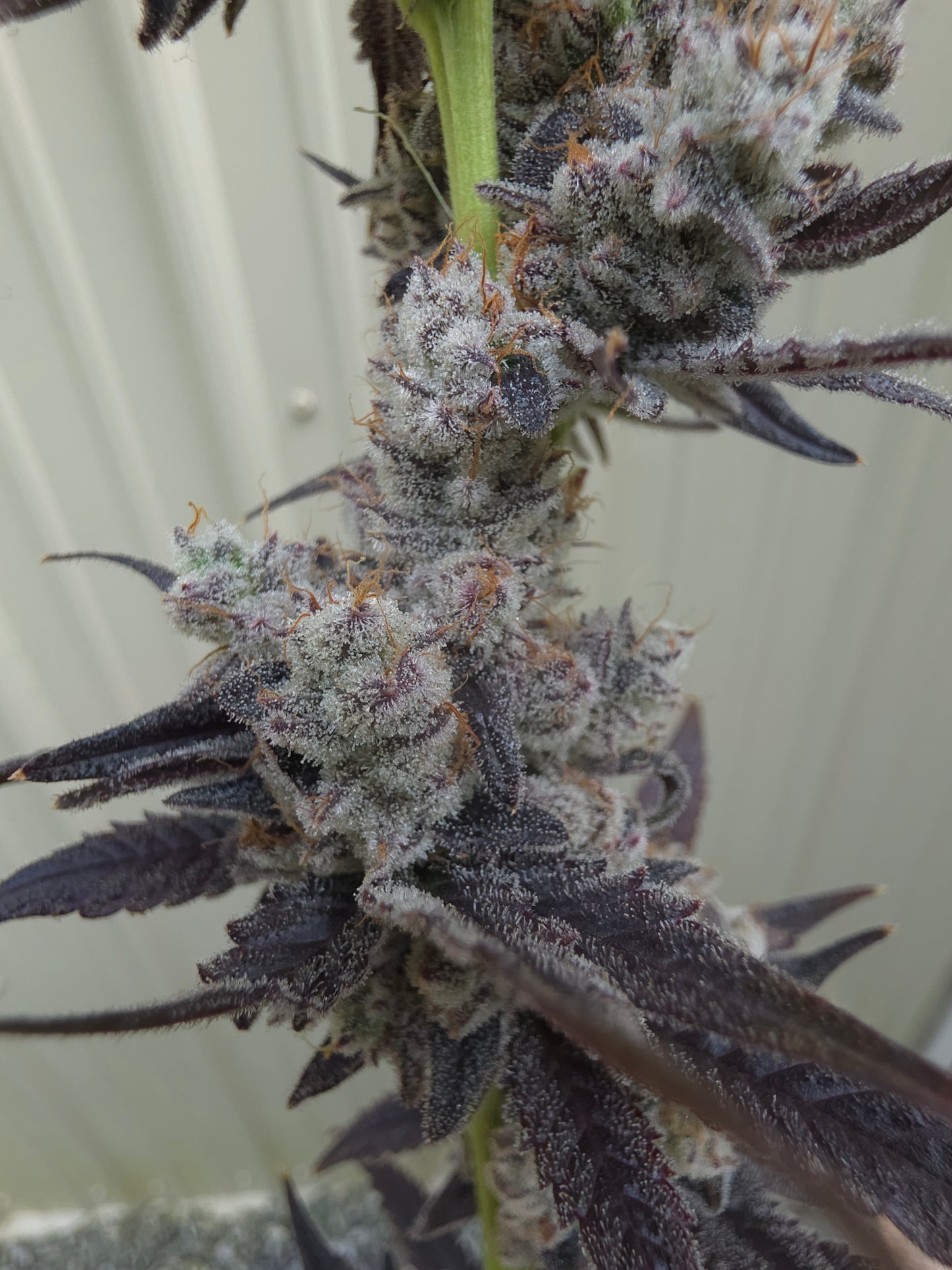 Ultra premium tier 5 strain Cut package!!! Only 2 released per month at this price