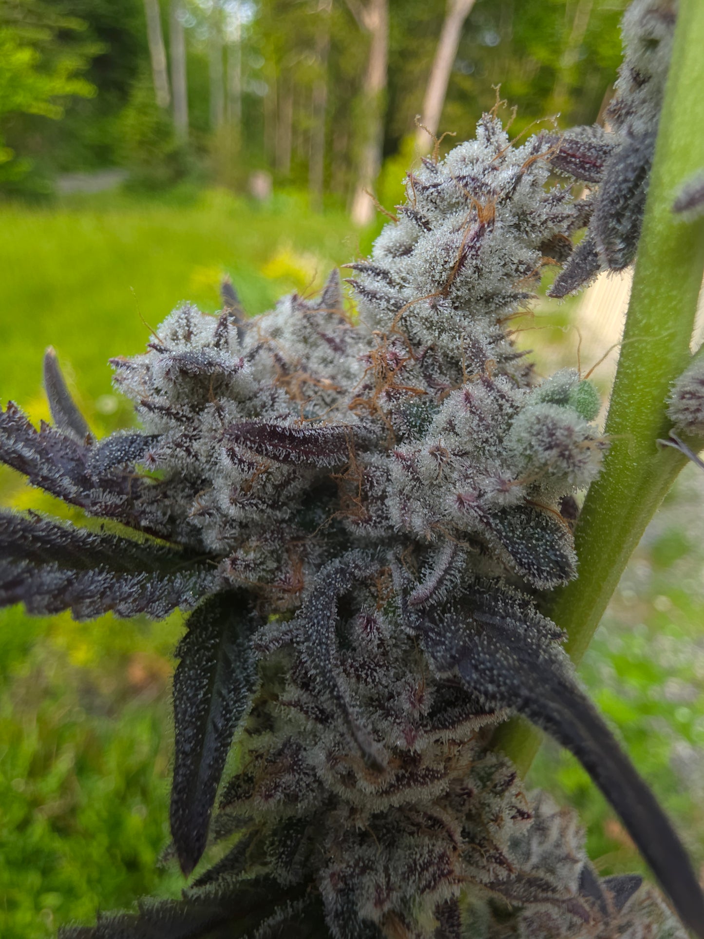 Ultra premium tier 5 strain Cut package!!! Only 2 released per month at this price