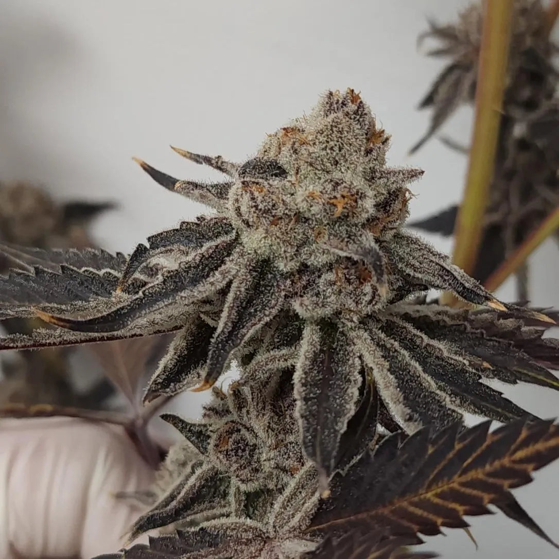 5 strain package deal premium tier. 5 per month