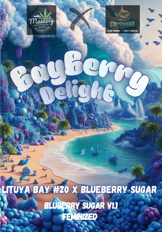 BayBerry Delight (Lituya bay #20 x Bluberry sugar)