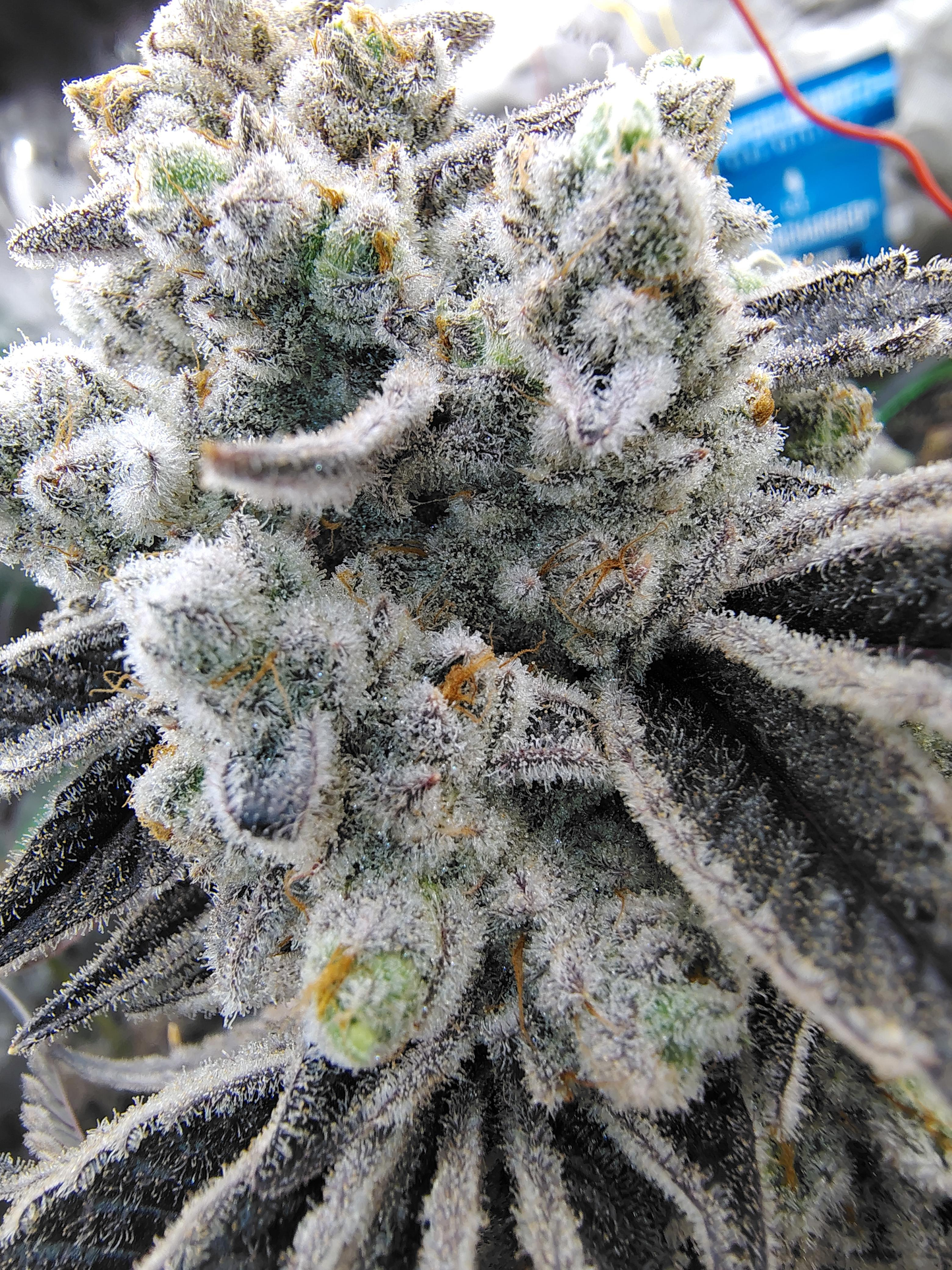 Buzztomic Bay (lituya bay x buzz)