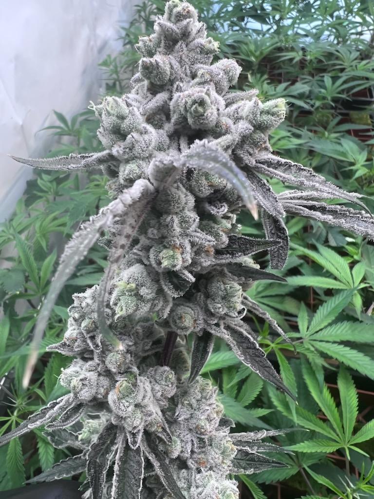 Ultra premium tier 5 strain Cut package!!! Only 2 released per month at this price