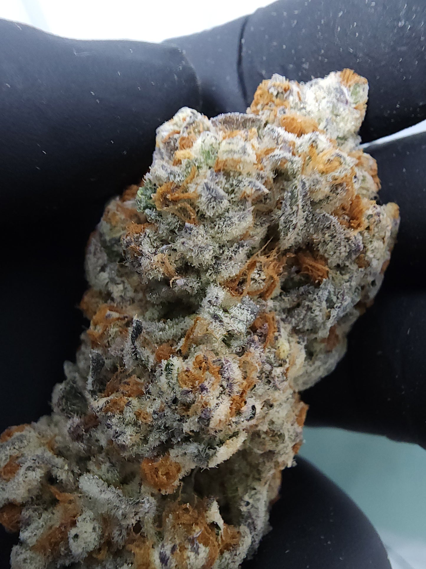 BuzzBallzz (Gas apple x buzz 14)