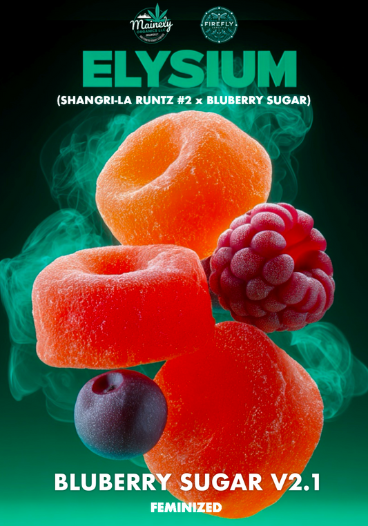 Elysium (Shangri-La runtz 29 x Bluberry sugar) fem seeds