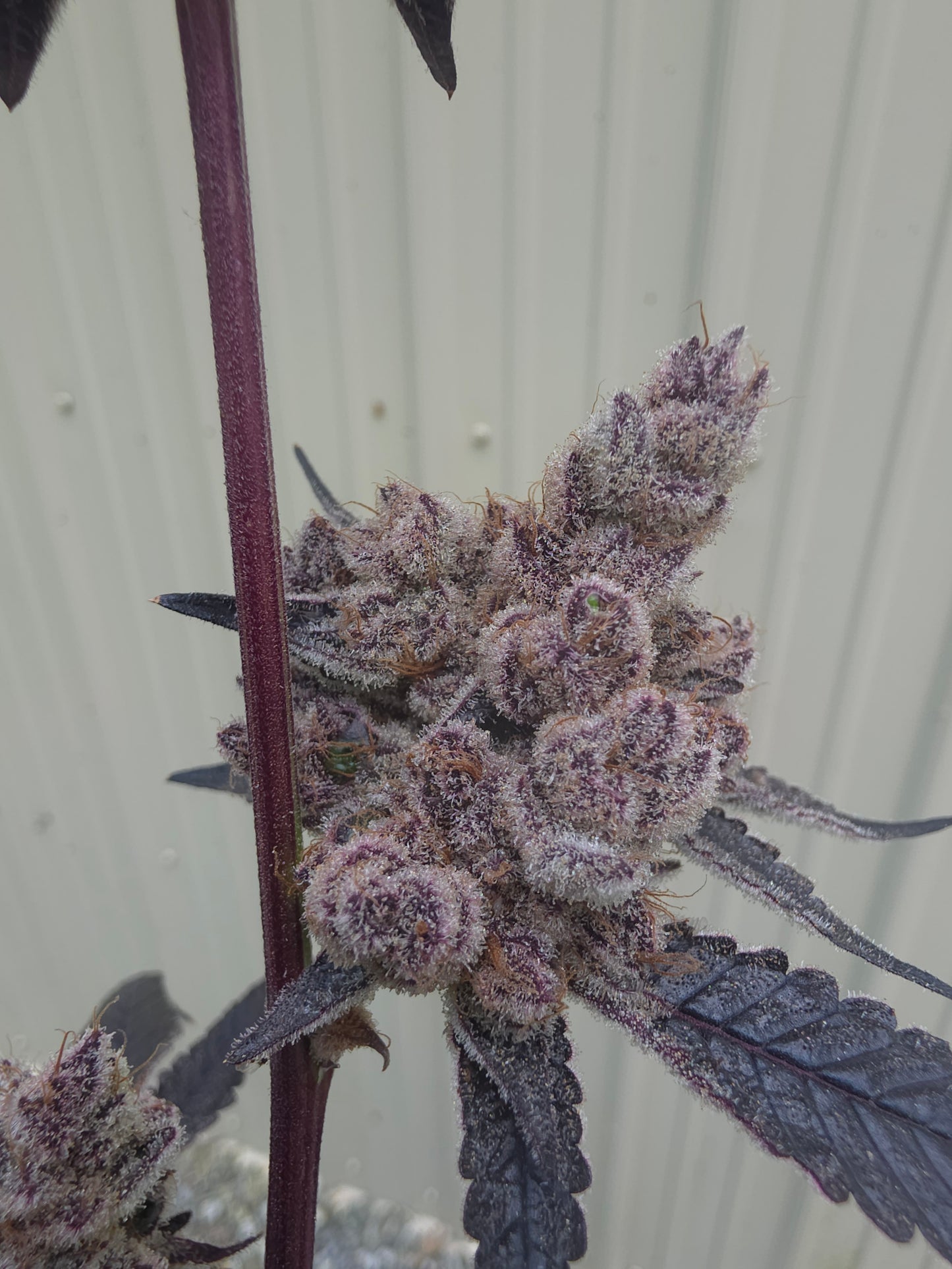 5 strain package deal premium tier. 5 per month