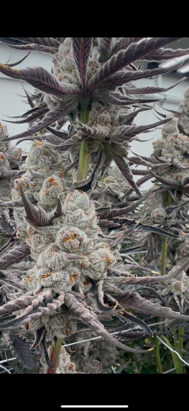 Ultra premium tier 5 strain Cut package!!! Only 2 released per month at this price