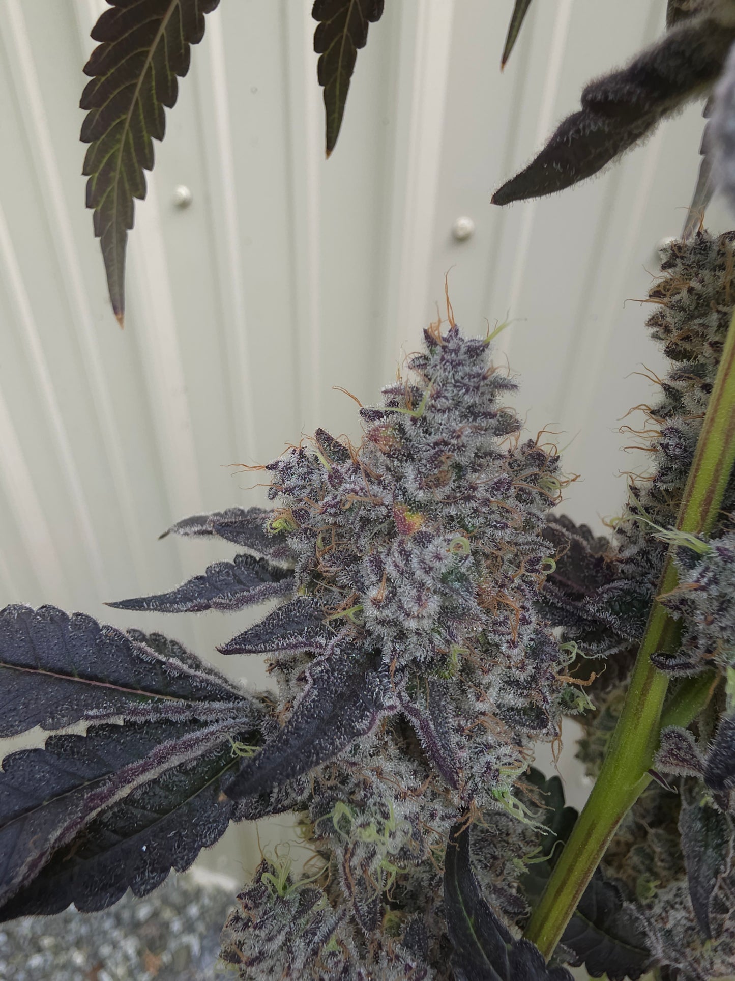 BoovBerry (Boov 120 x Bluberry sugar)