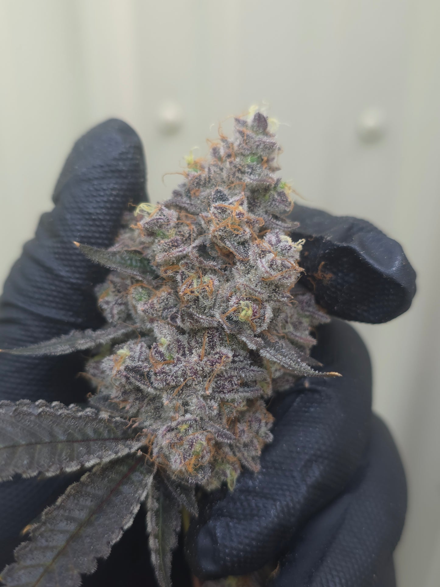 5 strain package deal premium tier. 5 per month