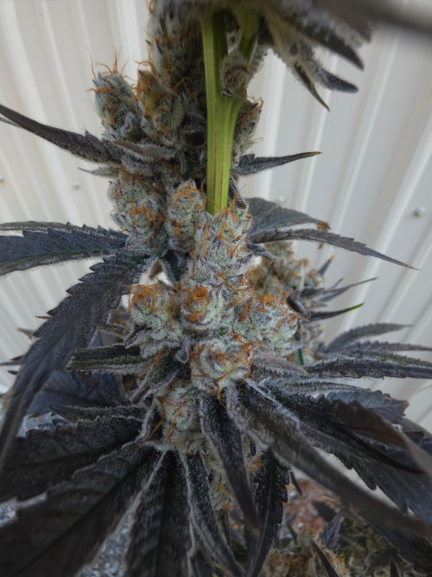 Bodacious Berries 54 (Frizzle Frazzle x Lunch $) Snips