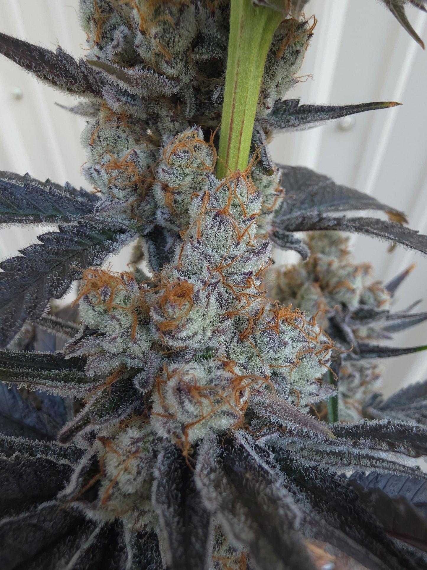 Bodacious Berries 54 (Frizzle Frazzle x Lunch $) Snips