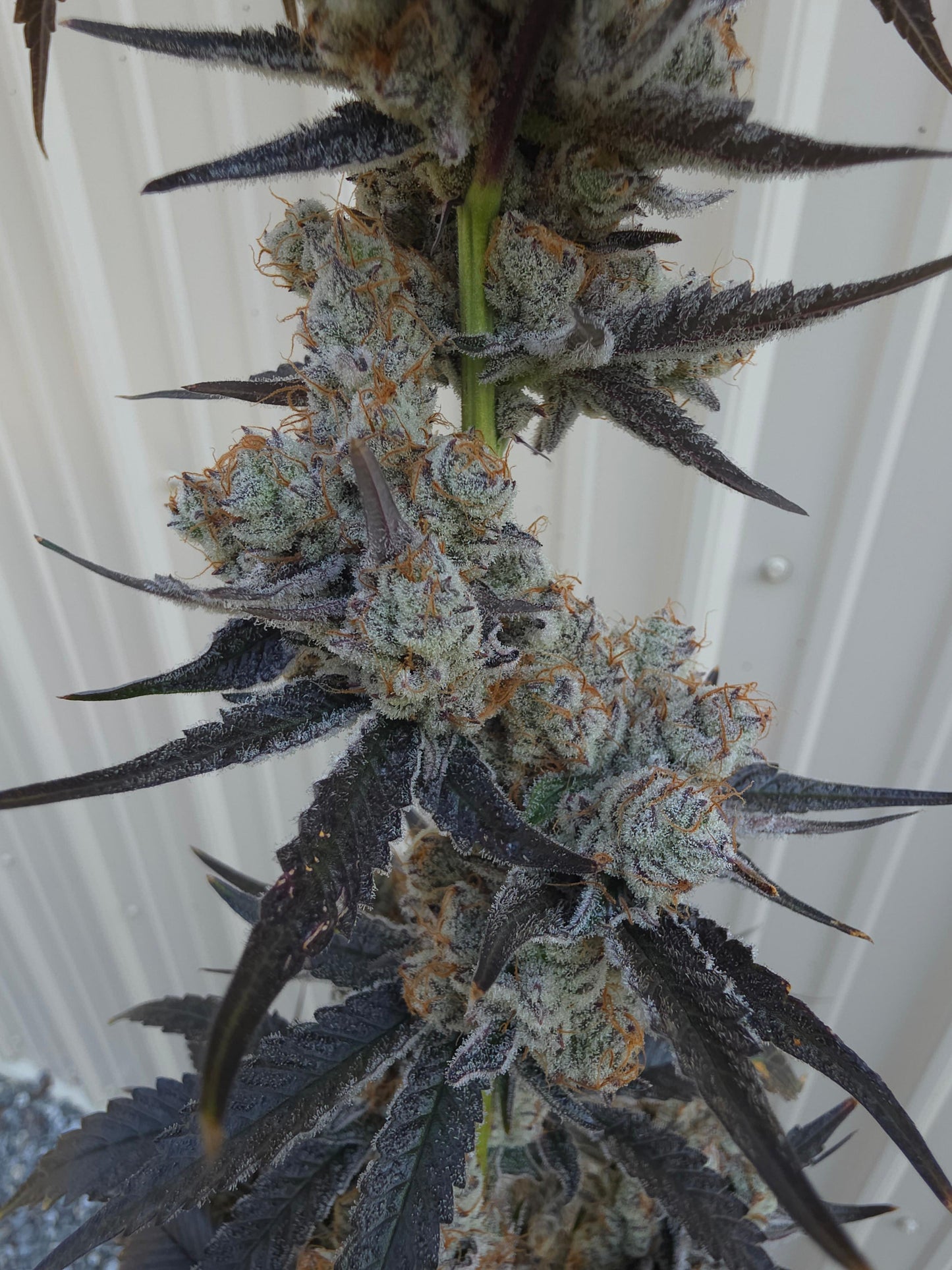 Bodacious Berries 54 (Frizzle Frazzle x Lunch $) Snips