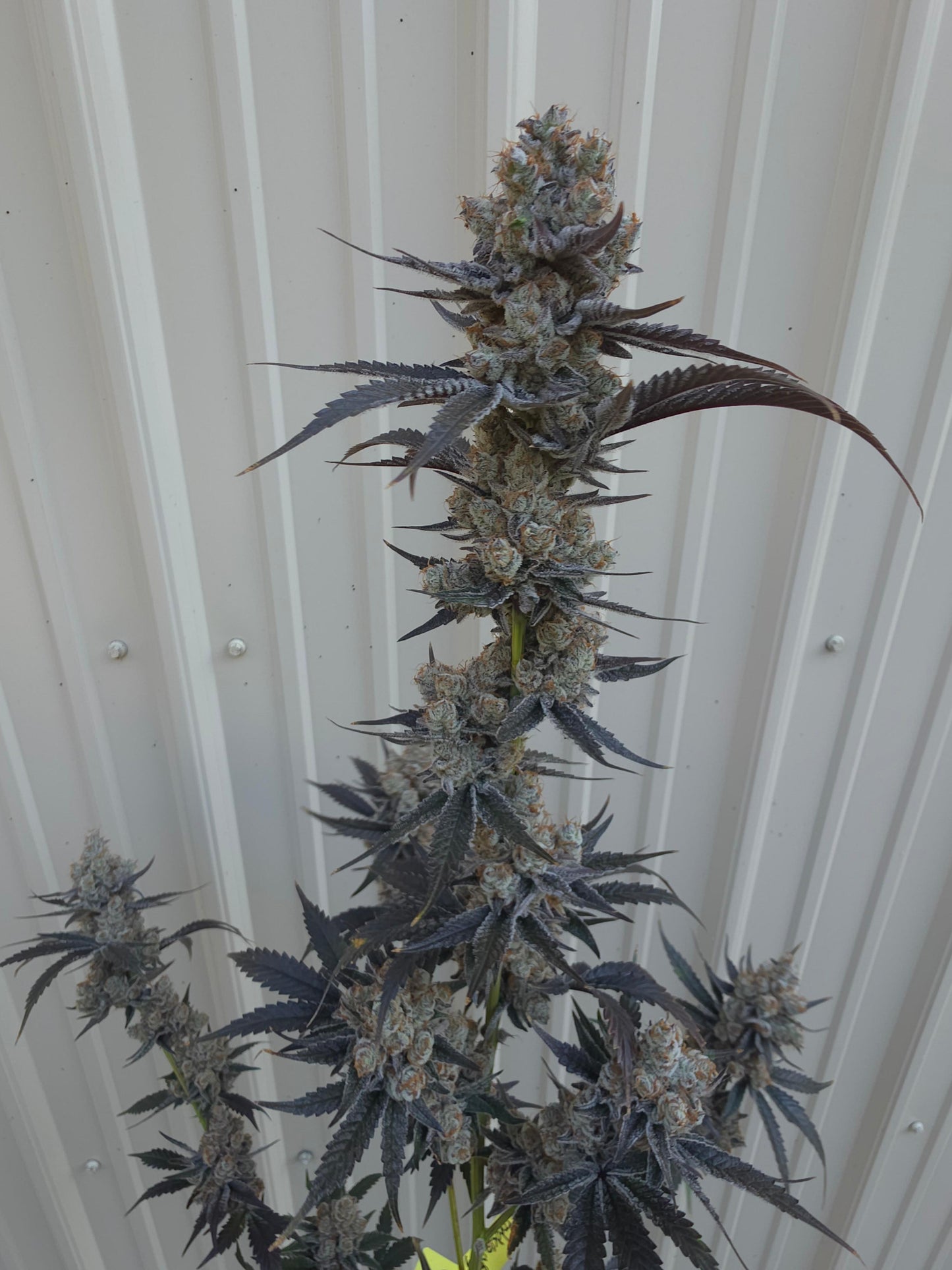 Bodacious Berries 54 (Frizzle Frazzle x Lunch $) Snips